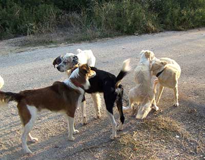 Γερακαρού: Κάτοικοι ζητούν άμεσα μέτρα για το πρόβλημα με τα αδέσποτα σκυλιά