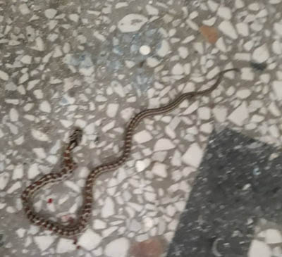 Φίδια σε νηπιαγωγείο στο Βασιλούδι - Αναστολή λειτουργίας της σχολικής μονάδας
