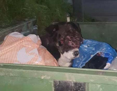 Πέταξαν στα σκουπίδια τραυματισμένο σκύλο στον Λαγκαδά - Σκληρές εικόνες